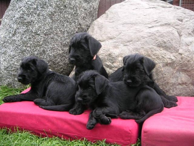 Fremder Hund in Sicht.JPG